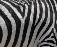 zebra-stripes2а